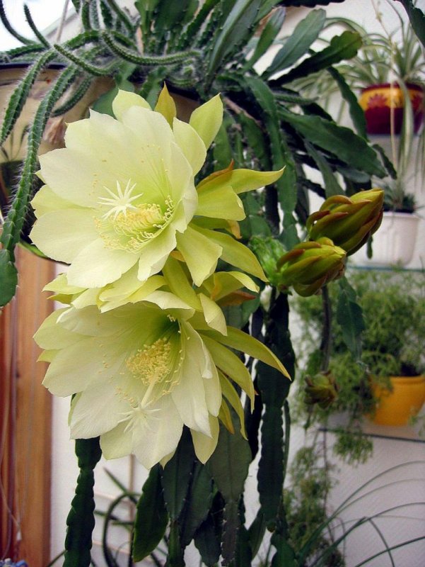 Суккулент эпифиллум