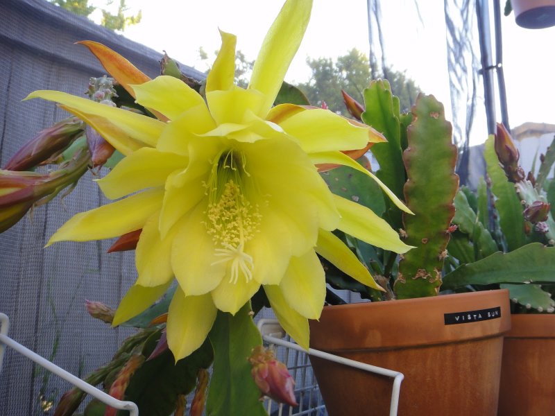 Epiphyllum crenatum