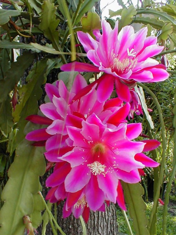 Суккулент эпифиллум
