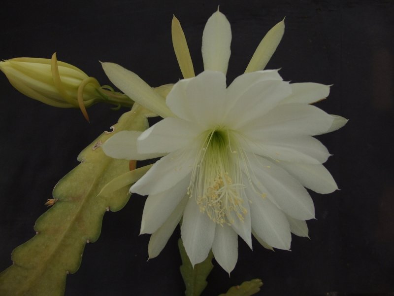 Epiphyllum three Oranges