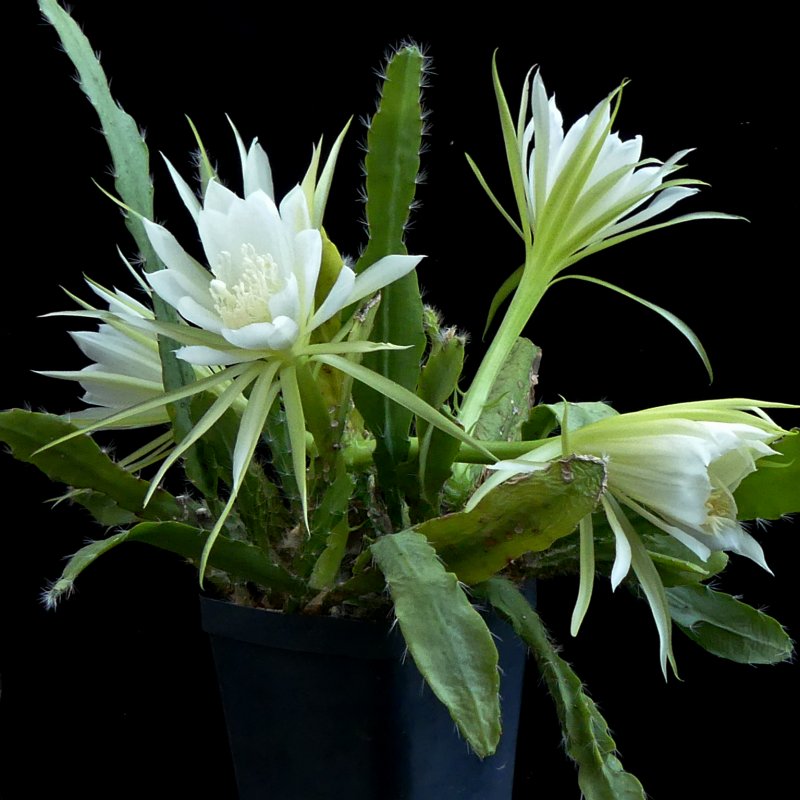 Эпифиллум зазубренный (Epiphyllum crenatum)