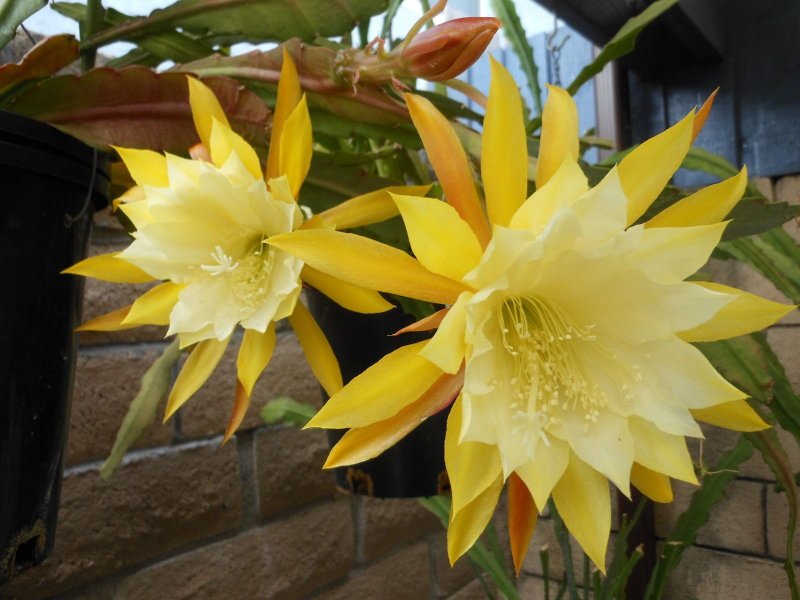 Epiphyllum Climax Epicactus