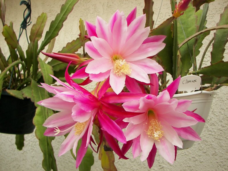 Эпифиллюм зазубренный (Epiphyllum crenatum)
