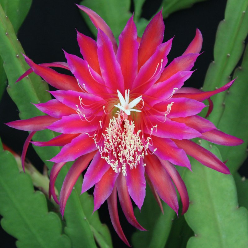 Кадупул (Epiphyllum oxypetalum)