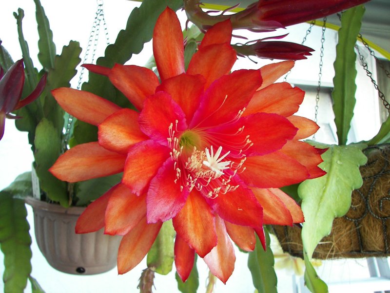 Epiphyllum in Love аниме