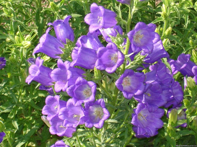 Кампанула Медиум микс