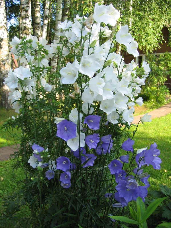 Колокольчик Кампанула многолетний