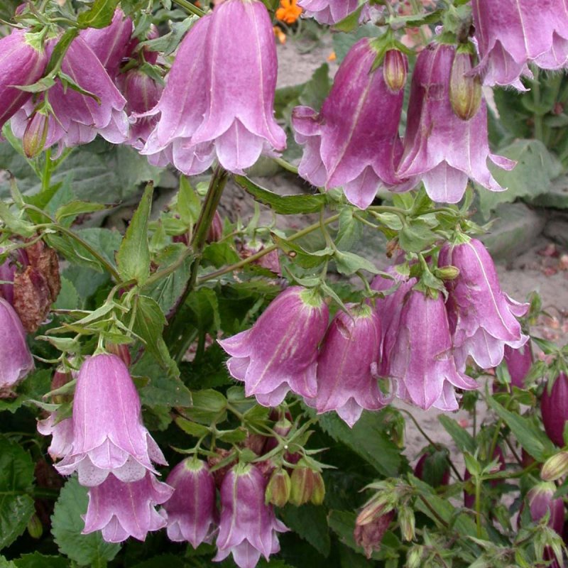 Колокольчик средний – Campanula Medium