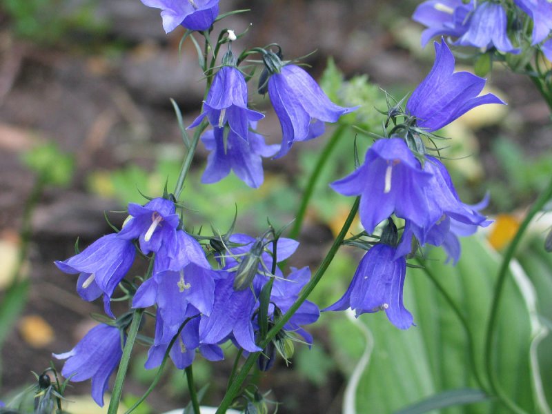 Колокольчик гарганский Campanula garganica