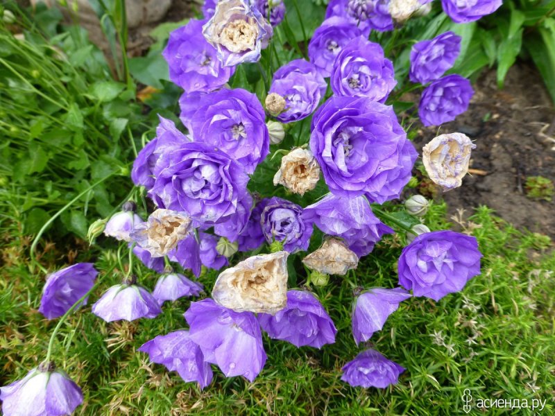 Колокольчик персиколистный Campanula persicifolia
