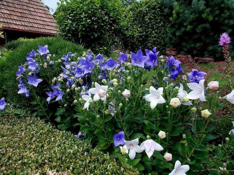 Платикодон крупноцветковый (Platycodon grandiflorus)