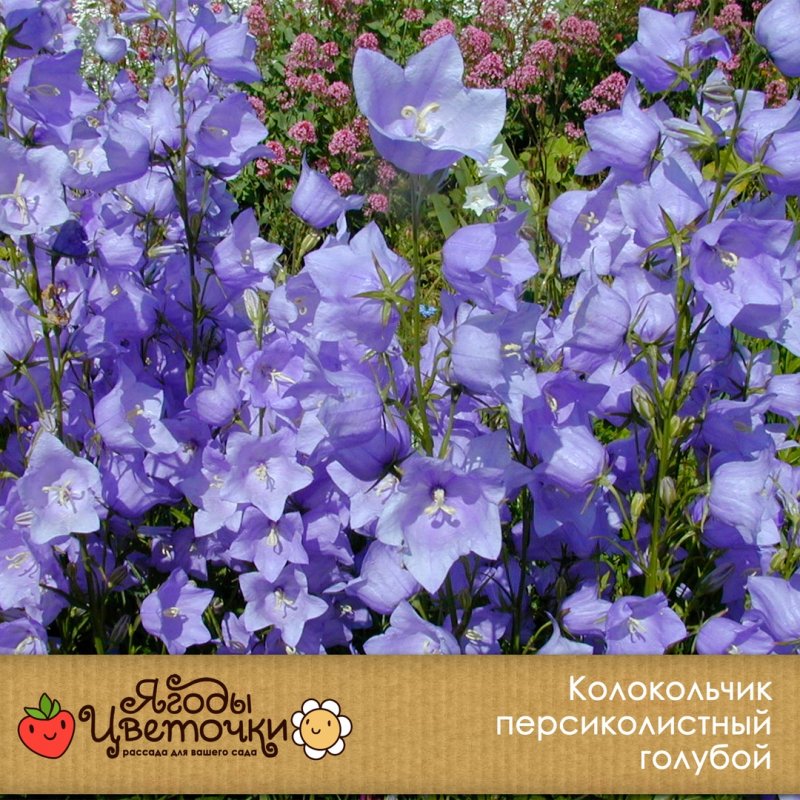 Лесной Королевский колокольчик многолетка