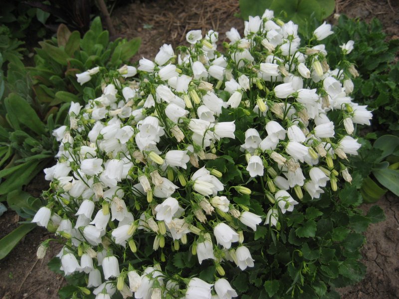 Колокольчик точечный Campanula punctata Milky way