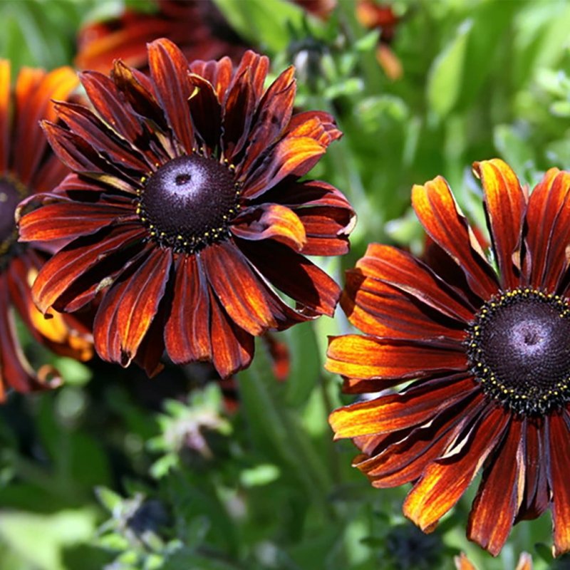 Rudbeckia Green Wizard