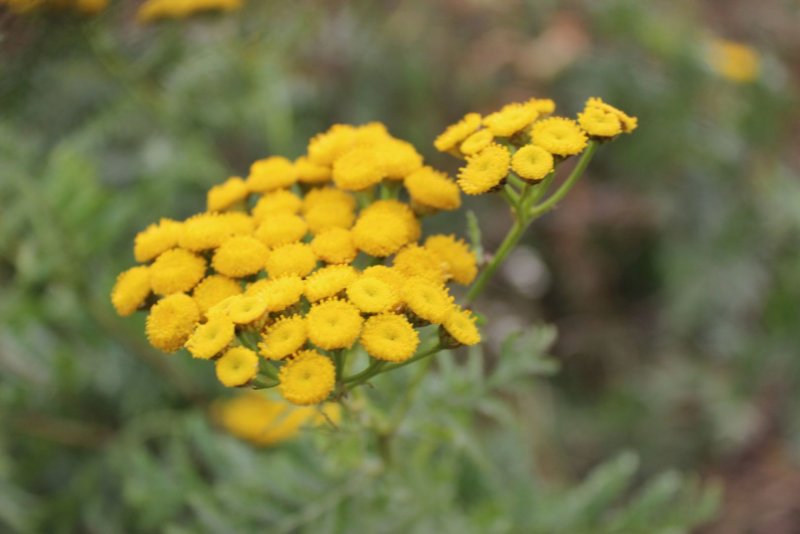 Tanacetum пижма