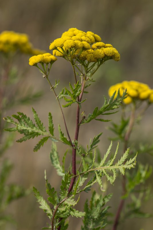 Пижма обыкновенная (Tanacetum vulgaris)