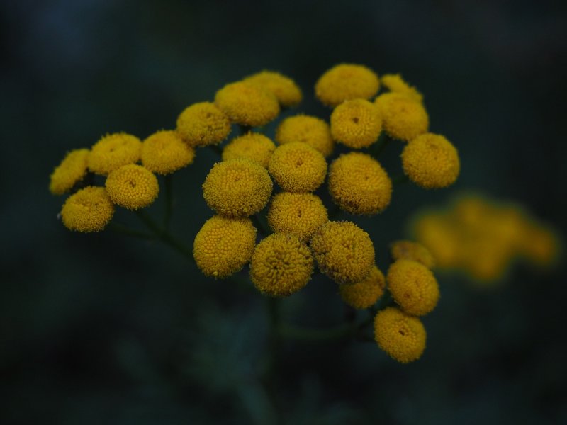 Пижма Хараджана