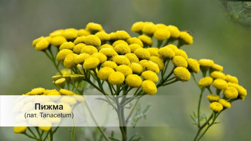 Пижма Сибирская