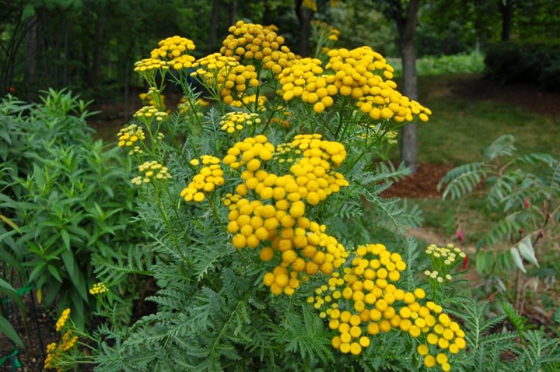 Пижма обыкновенная (Tanacetum vulgaris)