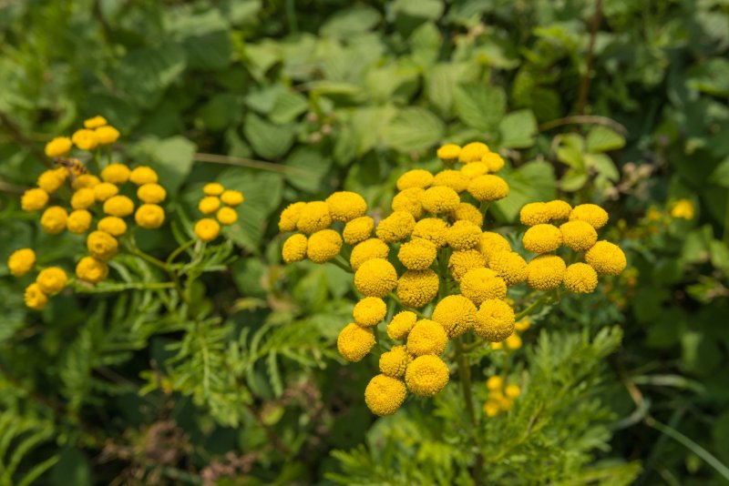 Пижма обыкновенная - Tanacetum vulgar