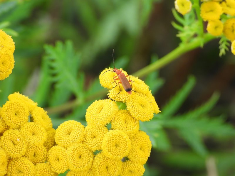 Пижма обыкновенная (Tanacetum vulgare)