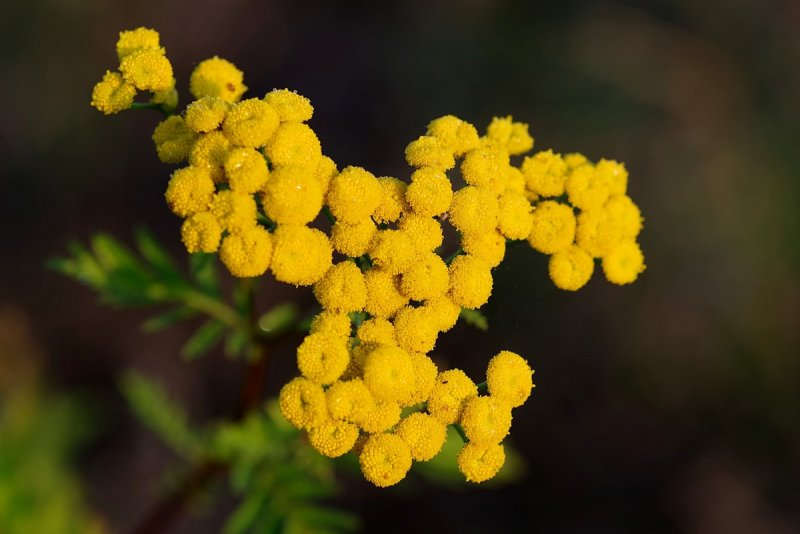 Пижма обыкновенная – Tanacetum vulgare l.