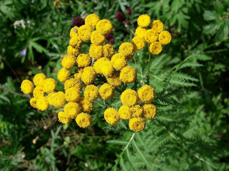 Пижма обыкновенная (Tanacetum vulgare)
