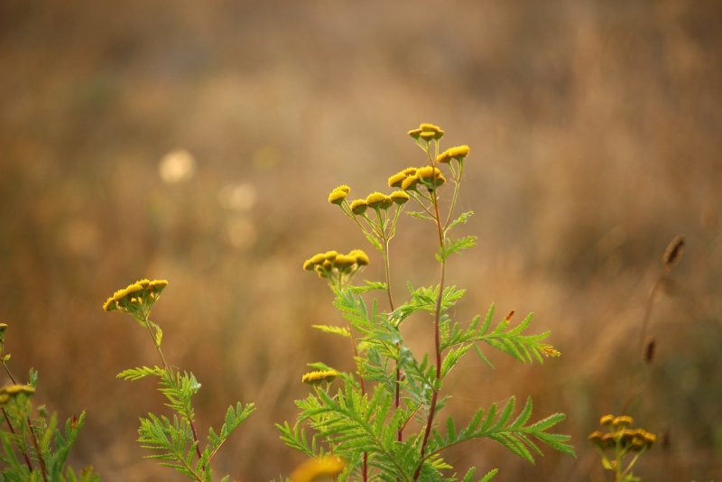 Пижма обыкновенная (Tanacetum vulgare)