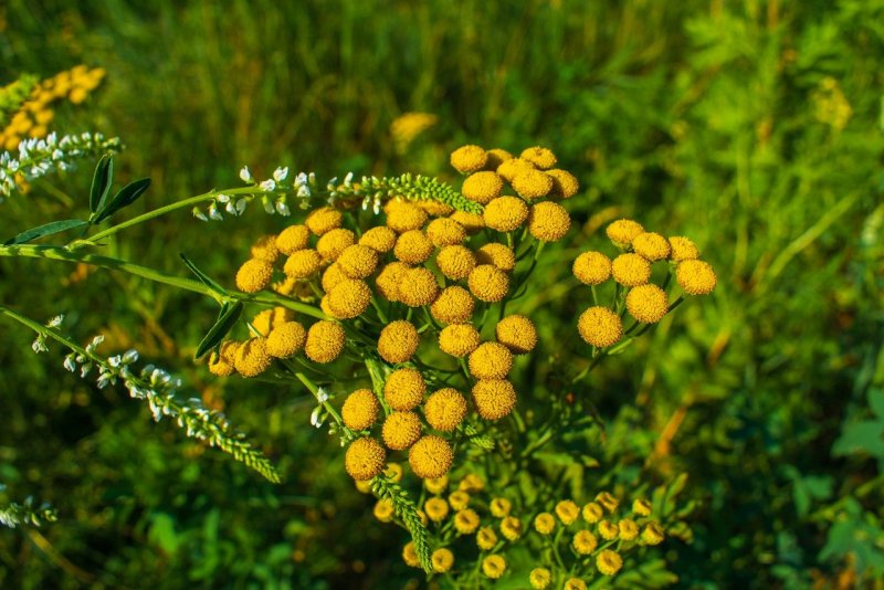 Пижма обыкновенная (Tanacetum vulgare)