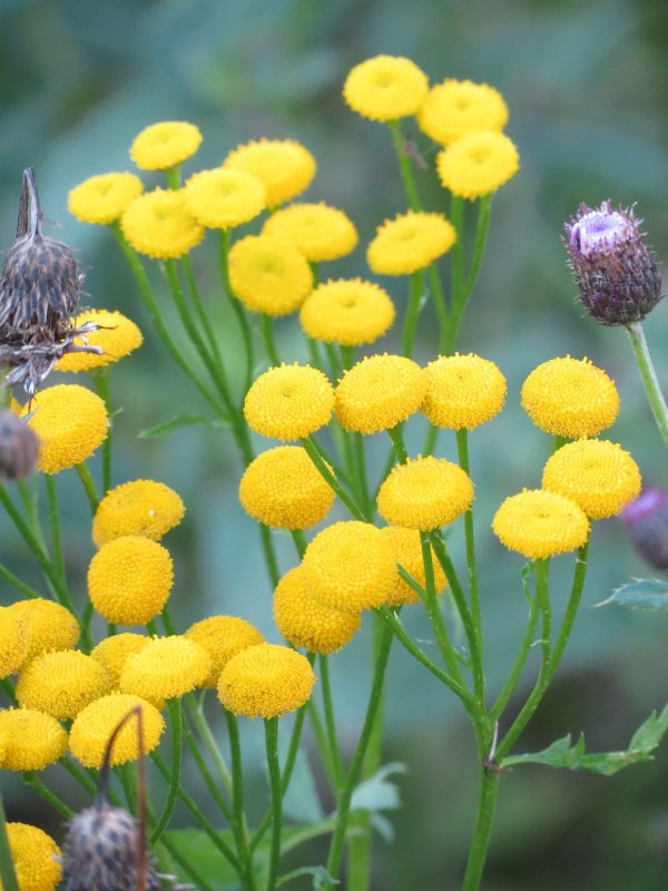 Tanacetum пижма