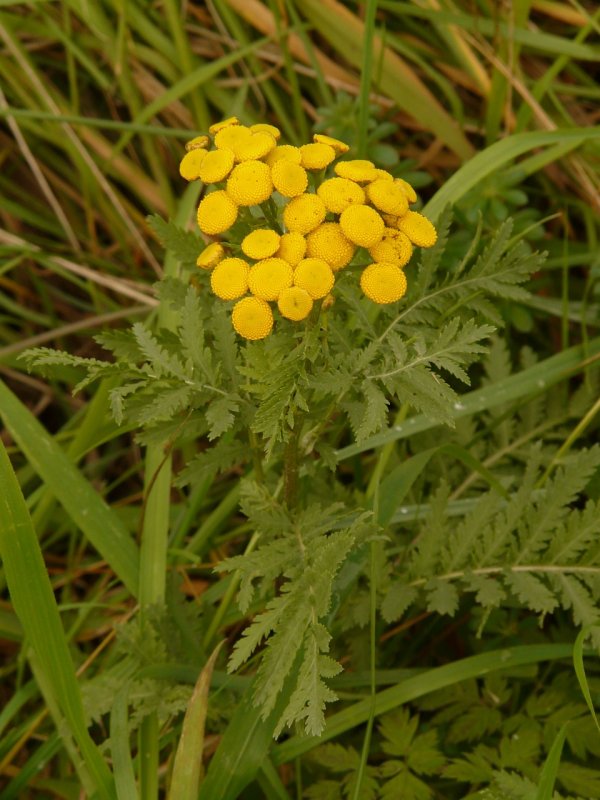Пижма обыкновенная (Tanacetum vulgare)