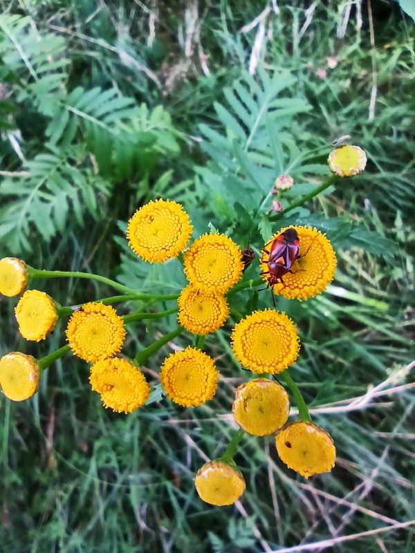 Пижма обыкновенная (Tanacetum vulgare)