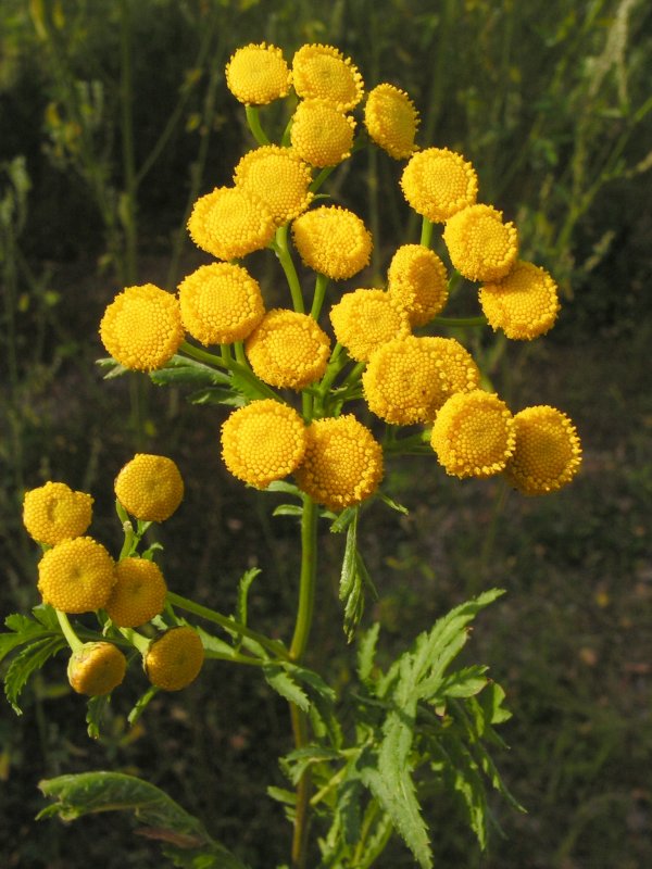 Tanacetum пижма