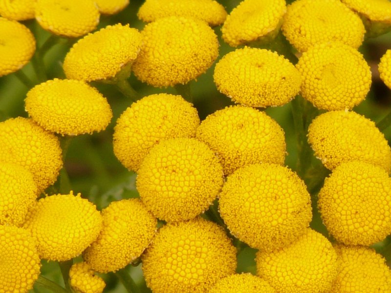Tanacetum пижма