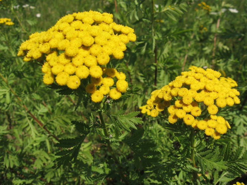 Пижма Хараджана (Tanacetum haradjanii).