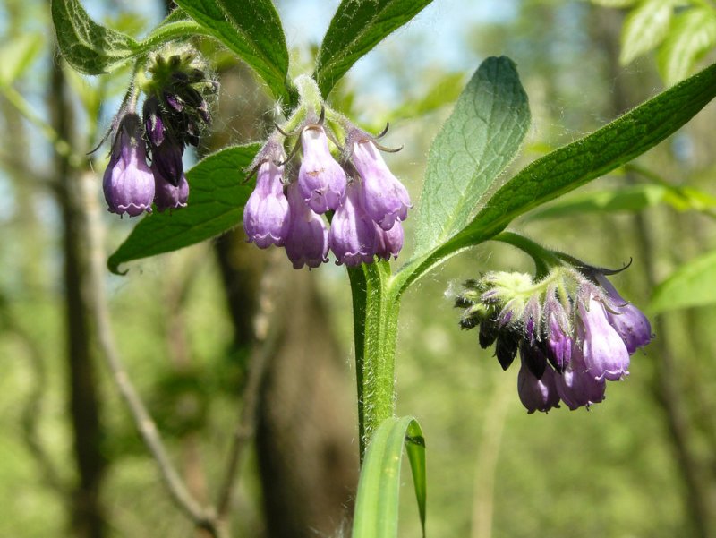 Окопник кавказский Symphytum caucasicum