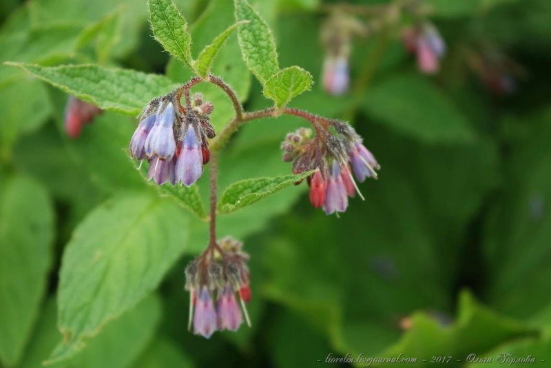 Symphytum caucasicum