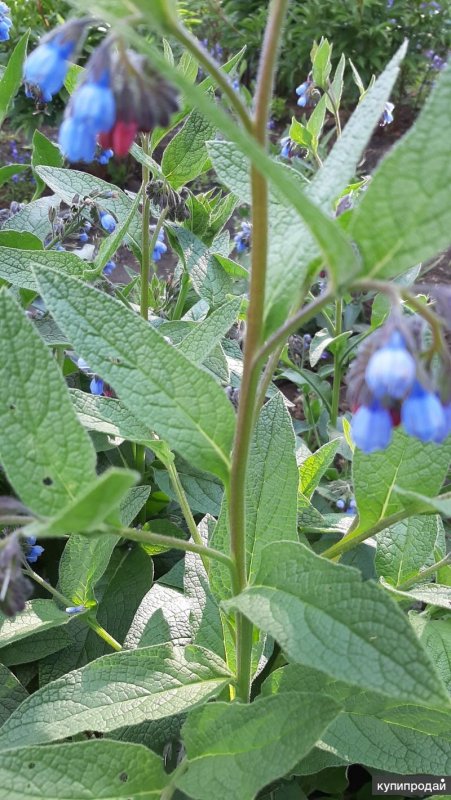 Окопник Symphytum grandiflorum