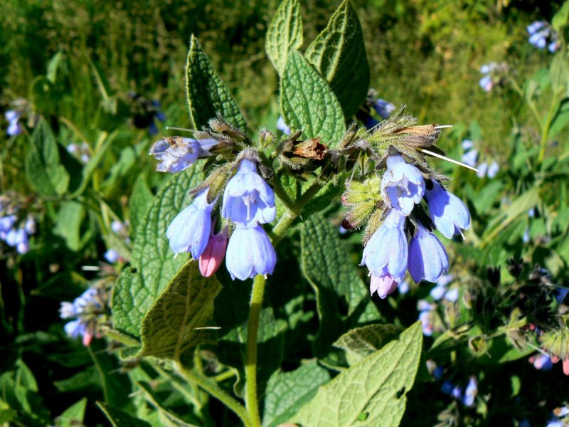 Symphytum officinale окопник