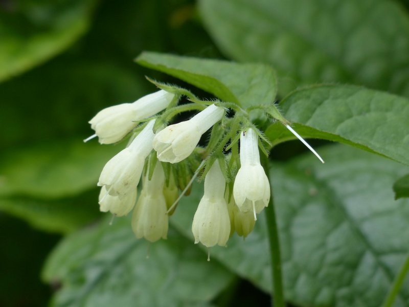 Окопник Symphytum grandiflorum