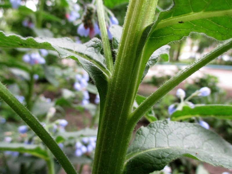 Symphytum officinale окопник