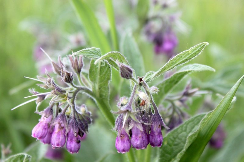 Symphytum caucasicum