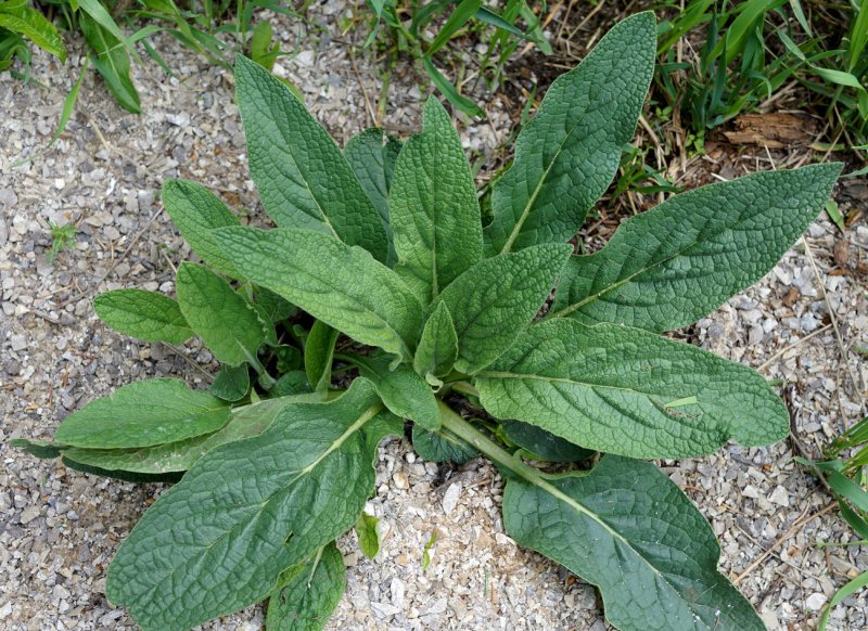 Окопник лекарственный - Sýmphytum officinále
