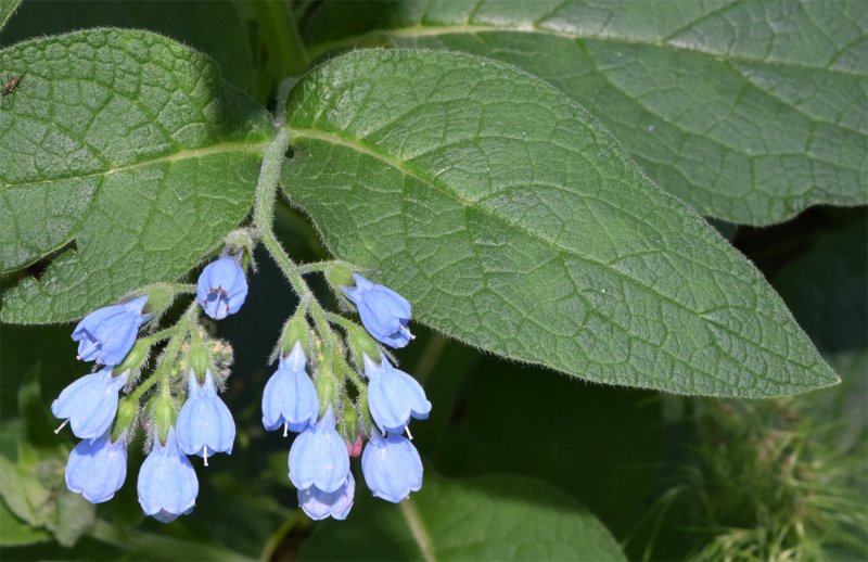Симфитум Symphytum officinale