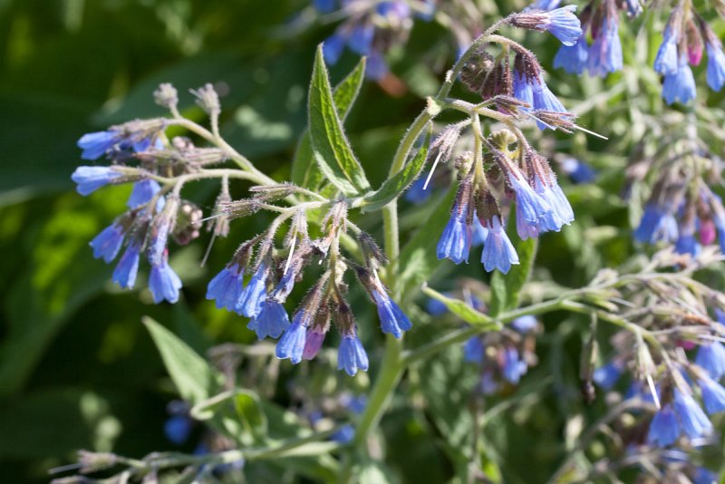 Окопник кавказский Symphytum caucasicum