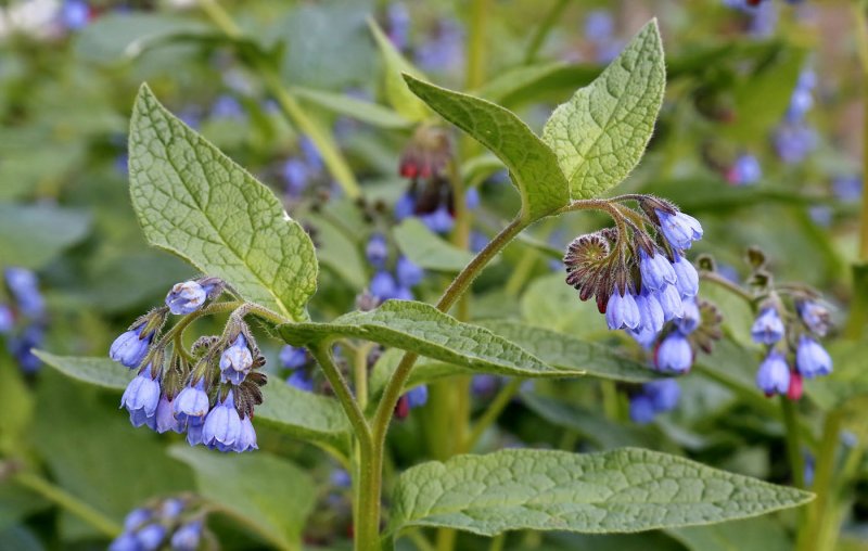 Окопник (Symphytum)