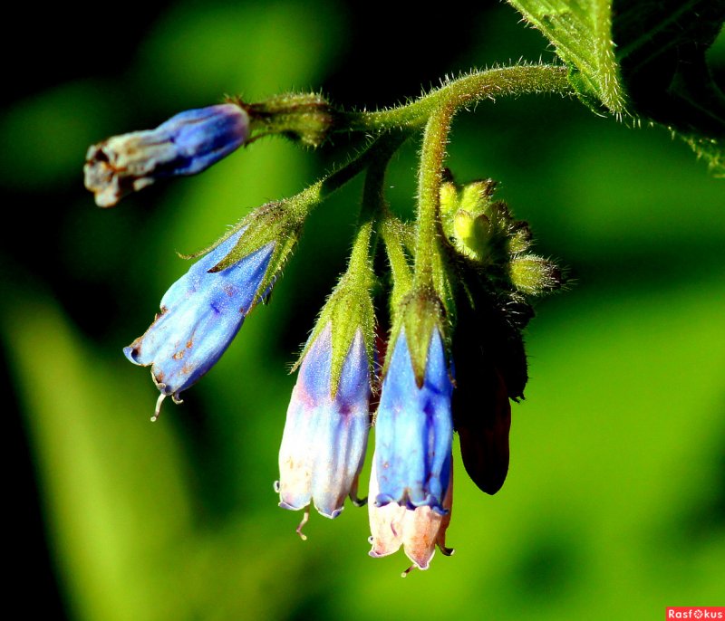 Symphytum caucasicum