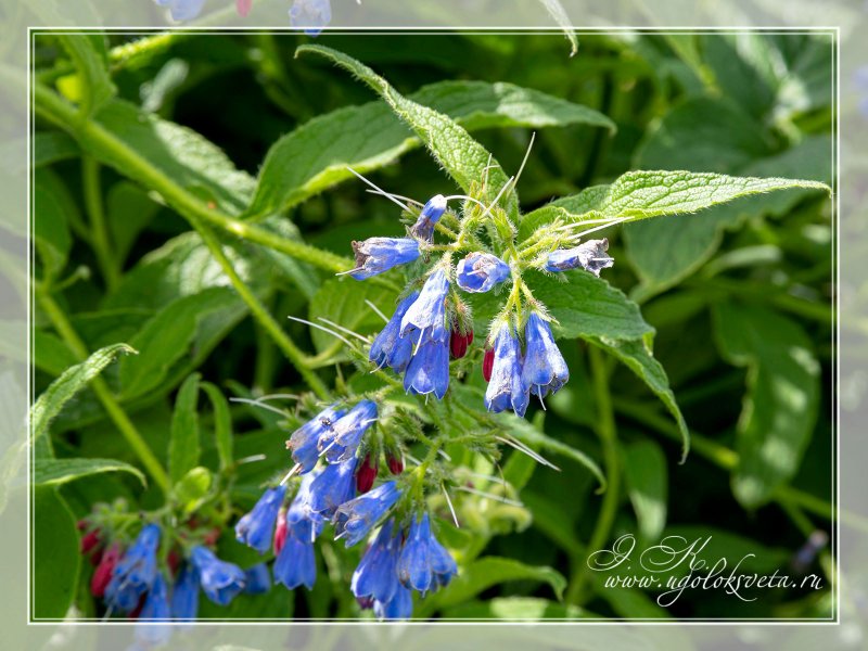 Symphytum caucasicum Bieb. Окопник кавказский
