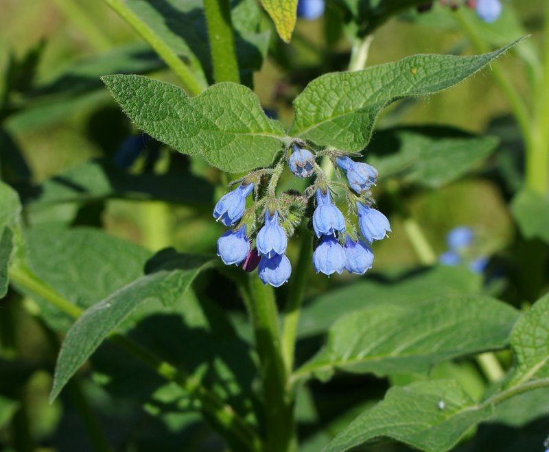 Окопник кавказский Symphytum caucasicum