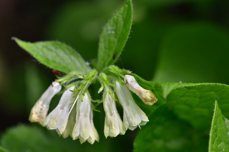 Symphytum officinale l